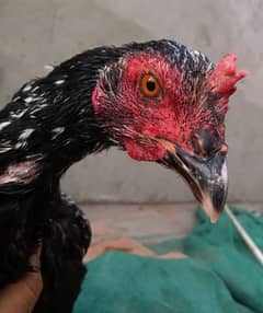 pure aseel hen/ thai cross hen / high quality / cheeni murgi