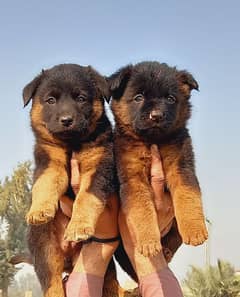 German shepherd puppies for sale / puppy / GSD pup / german shepherd