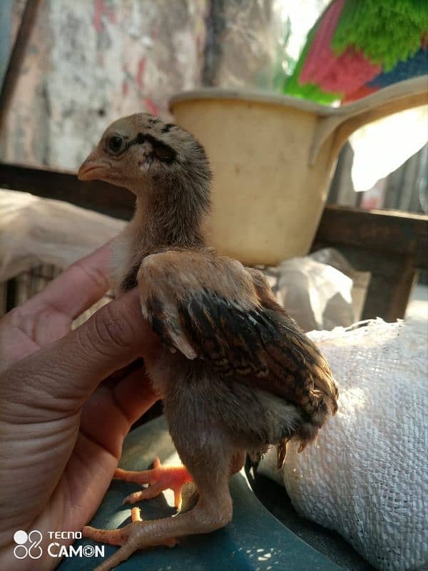 aseel chicks and female argent for sale 0