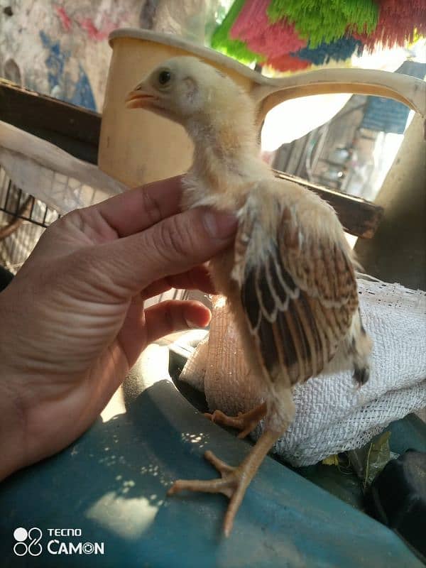 aseel chicks and female argent for sale 1