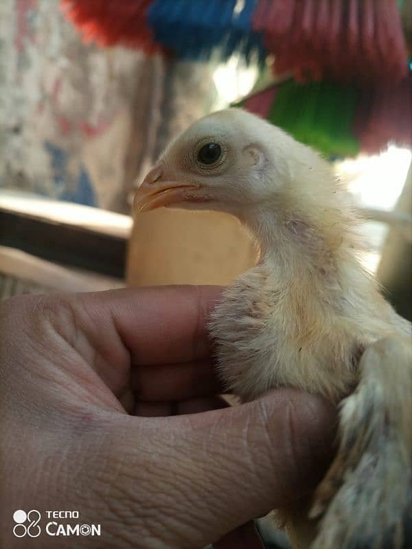 aseel chicks and female argent for sale 2