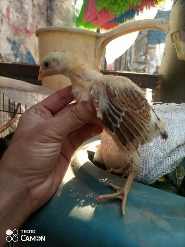 aseel chicks and female argent for sale 3