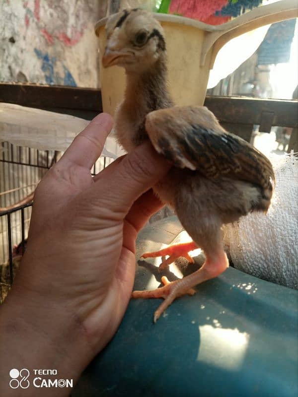 aseel chicks and female argent for sale 4