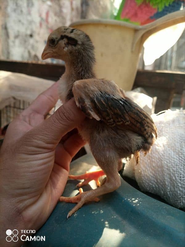 aseel chicks and female argent for sale 5