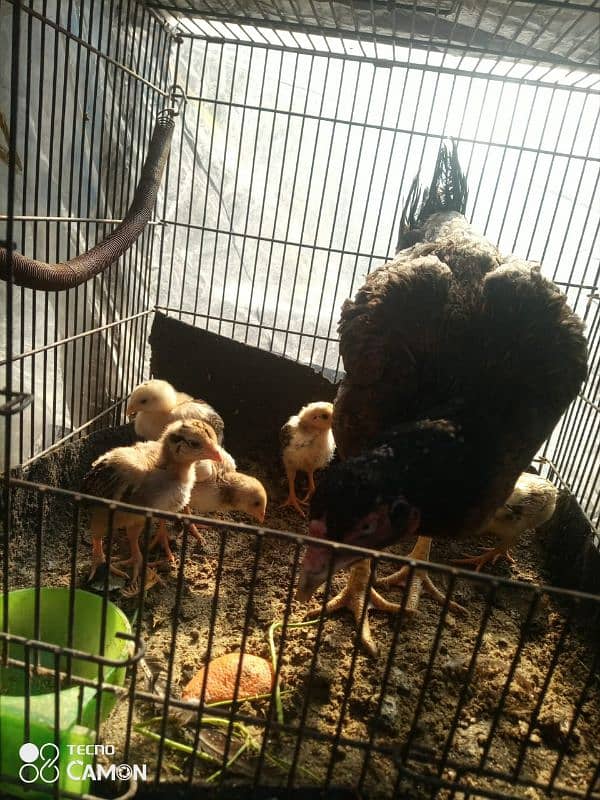 aseel chicks and female argent for sale 6