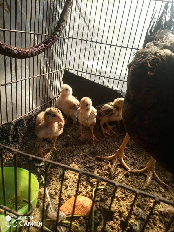 aseel chicks and female argent for sale 7