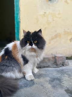 persian cat