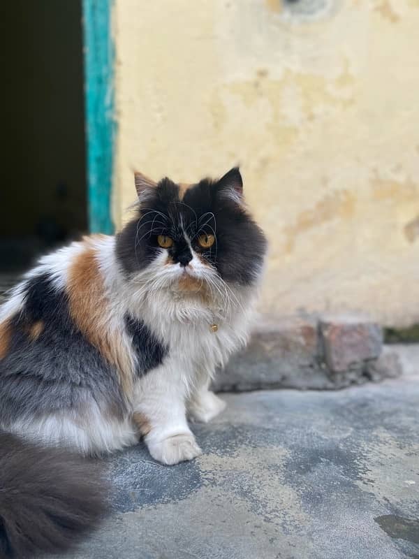 persian cat 0