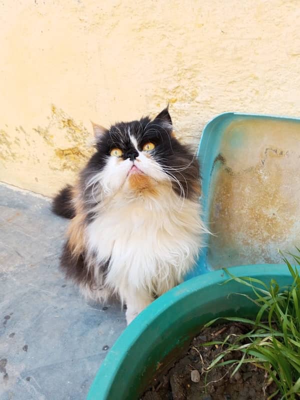 persian cat 2