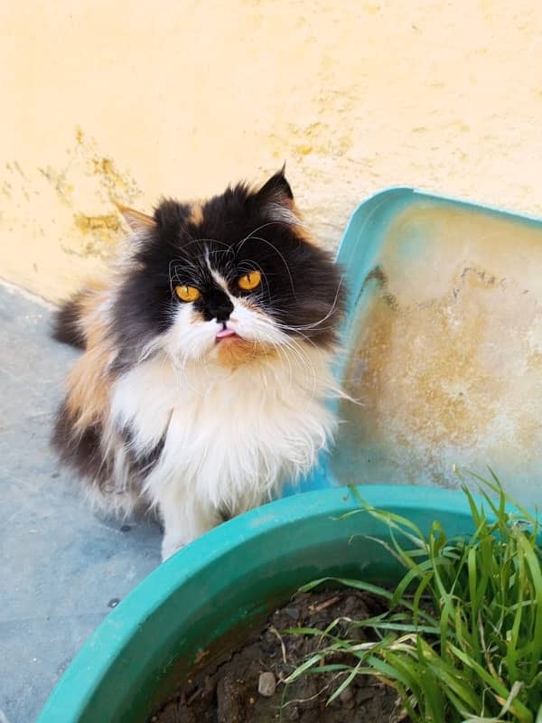 persian cat 3