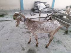 Makhhi cheeni Bakra For Sale