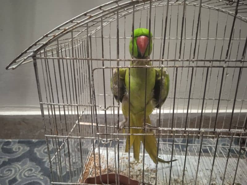 talking parrot 0