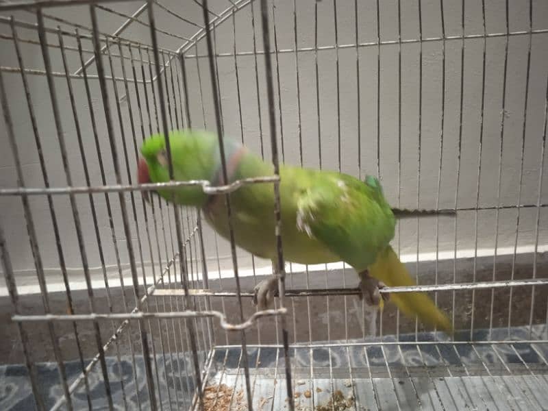 talking parrot 1