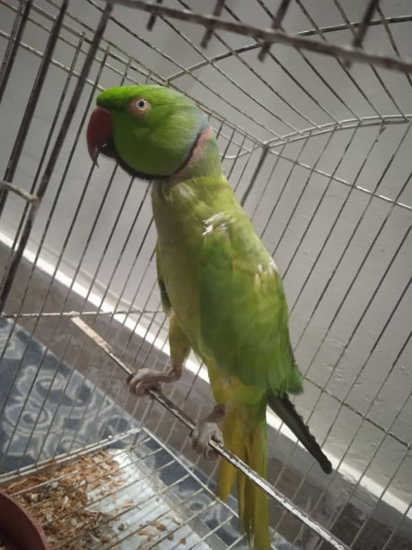 talking parrot 2