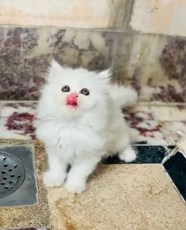 4to5 months kitten white persian 2 coat cat full trained play full 0