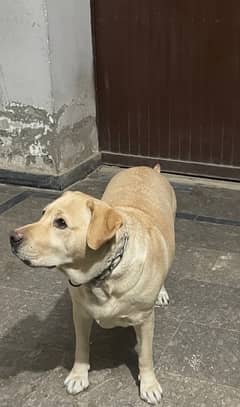 British Labrador female