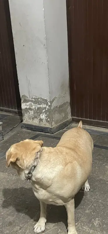 British Labrador female — photo 2