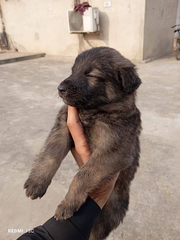 German shepherd puppies available 4