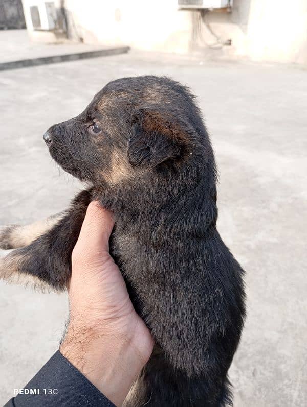 German shepherd puppies available 1