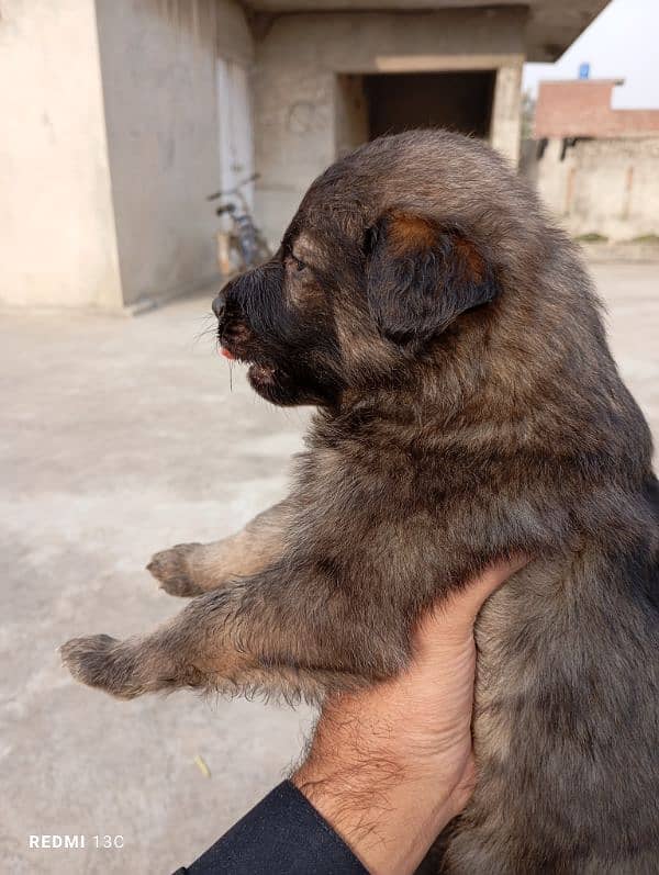 German shepherd puppies available 5