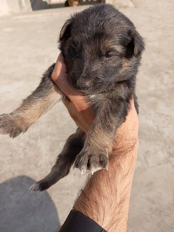 German shepherd puppies available 2