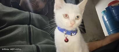 White Male Kitten