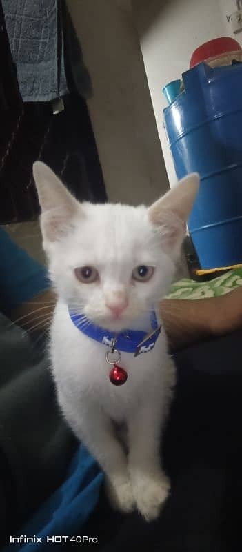 White Male Kitten 1