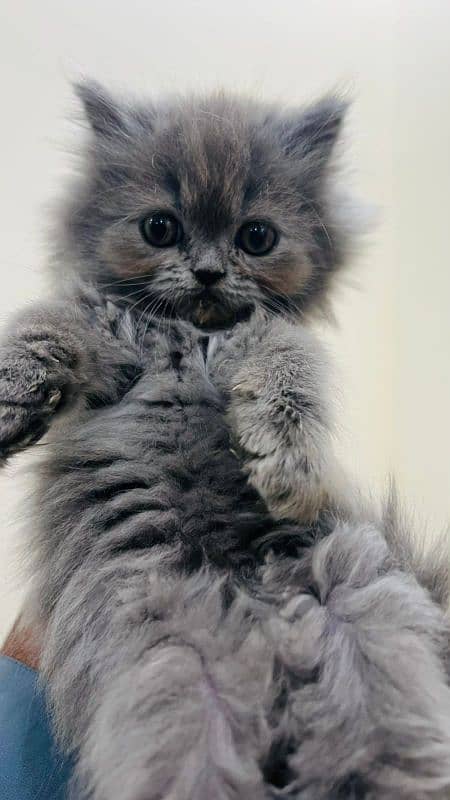 Persian kitten triple coat 0