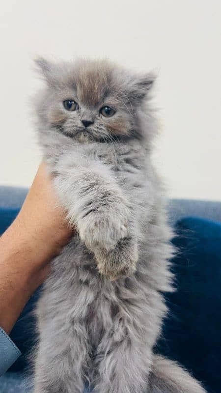 Persian kitten triple coat 1