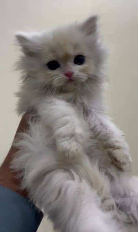 Persian kitten triple coat 2