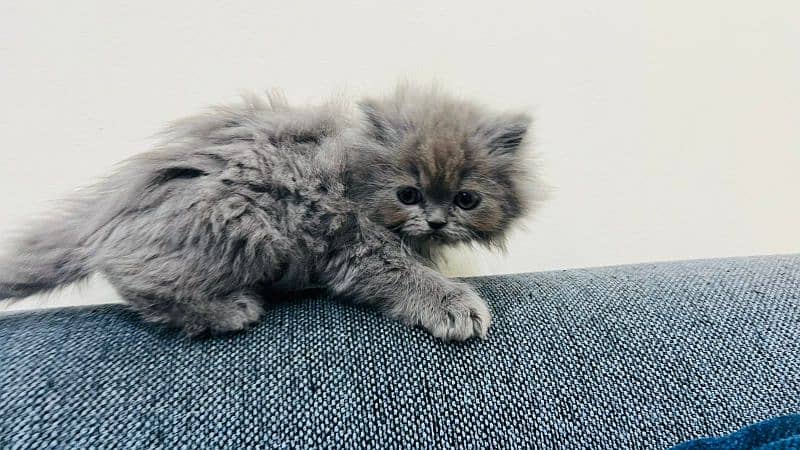 Persian kitten triple coat 3