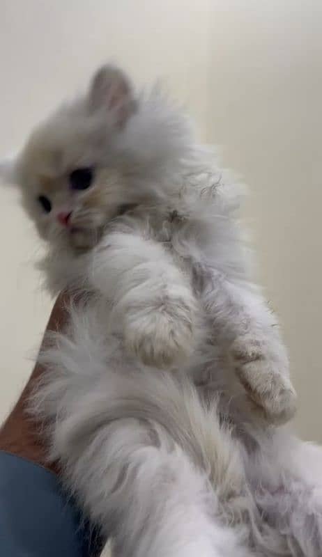 Persian kitten triple coat 5