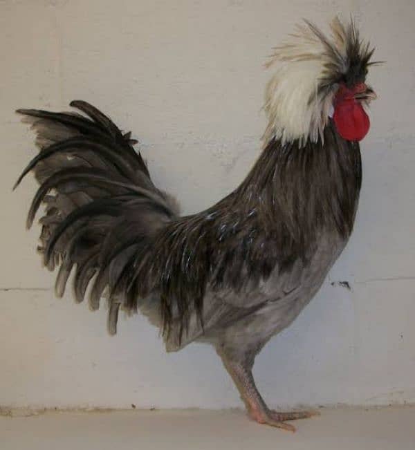 FANCY EGGS and chicks BRAHMA SILKIE BENTEM POLISH 7