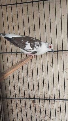 Diamond dove pied