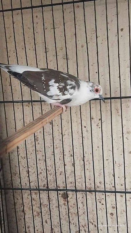 Diamond dove pied 0