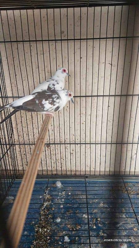 Diamond dove pied 1