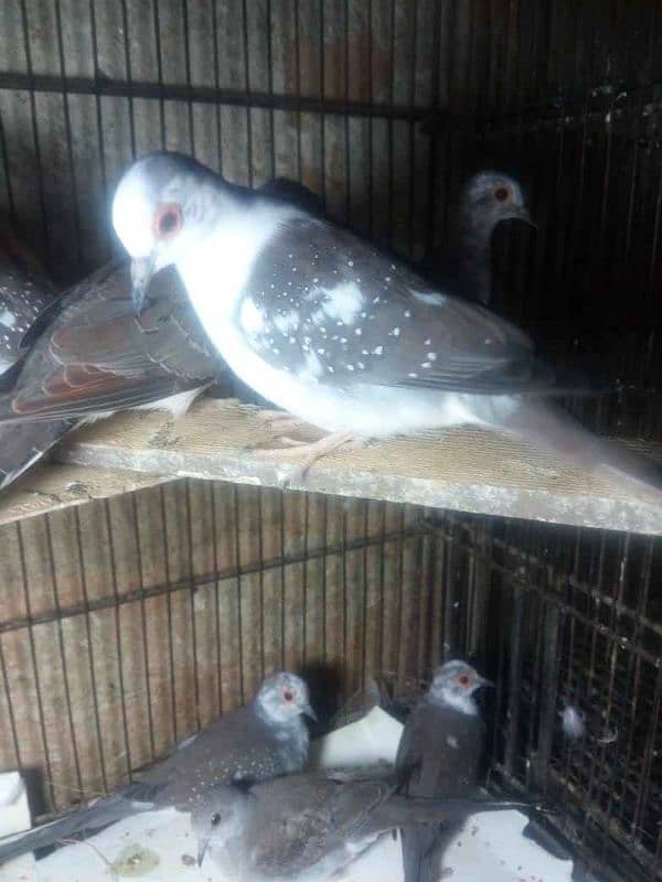 Diamond dove pied 2