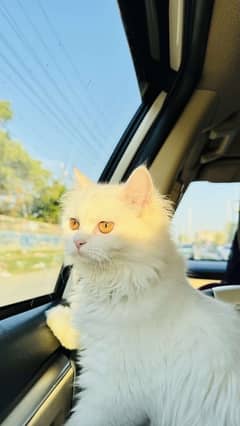 persian cat