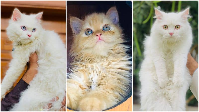 Persian kitten cats 0