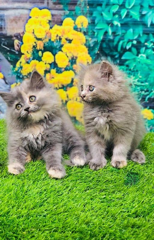 Persian kitten cats 2