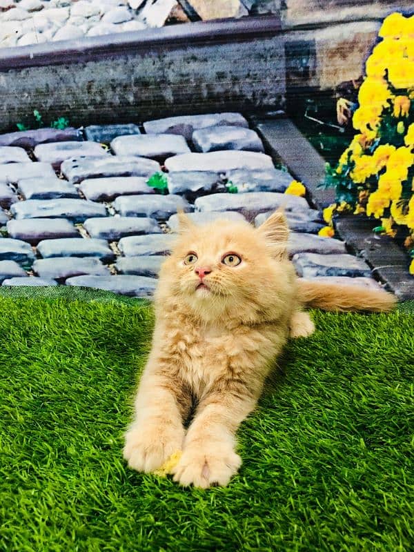 Persian kitten cats 3