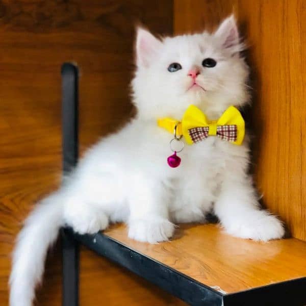 Persian kitten cats 4