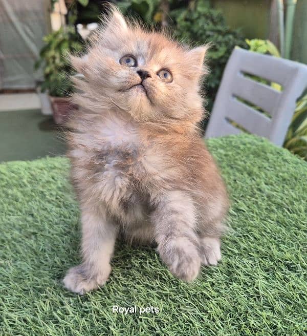 Cute Persian Baby Doll Kitten 0