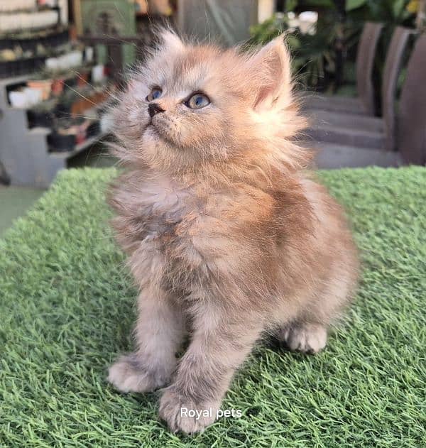 Cute Persian Baby Doll Kitten 1