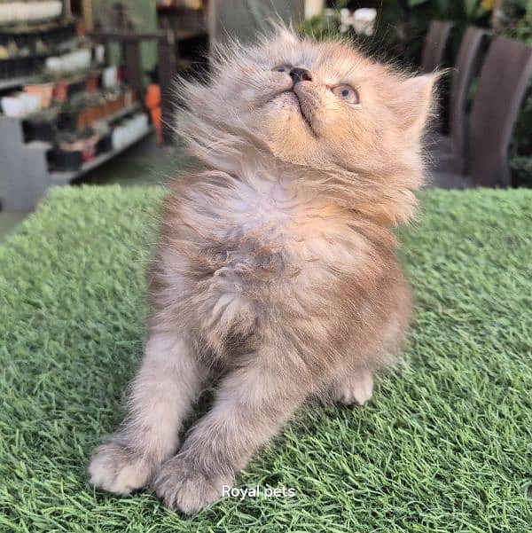 Cute Persian Baby Doll Kitten 2