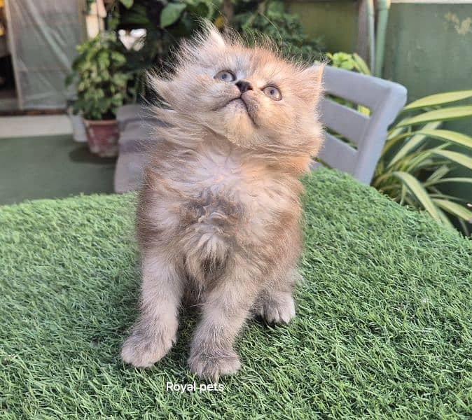 Cute Persian Baby Doll Kitten 3