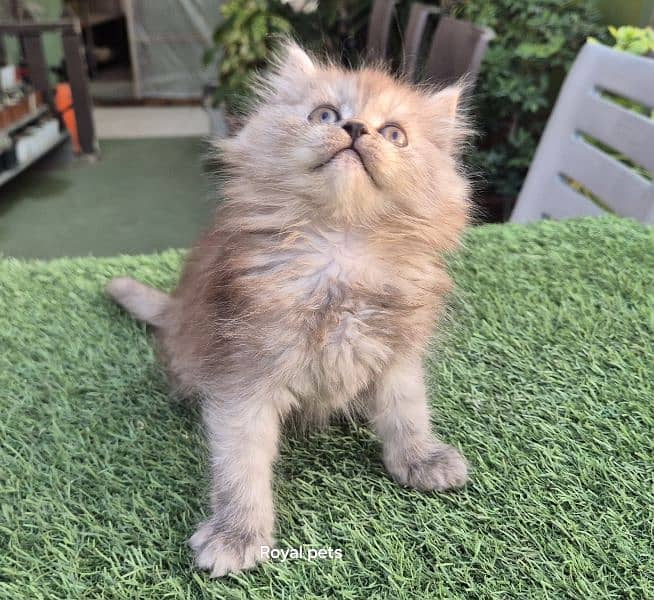 Cute Persian Baby Doll Kitten 4