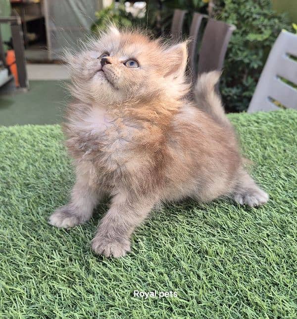 Cute Persian Baby Doll Kitten 5