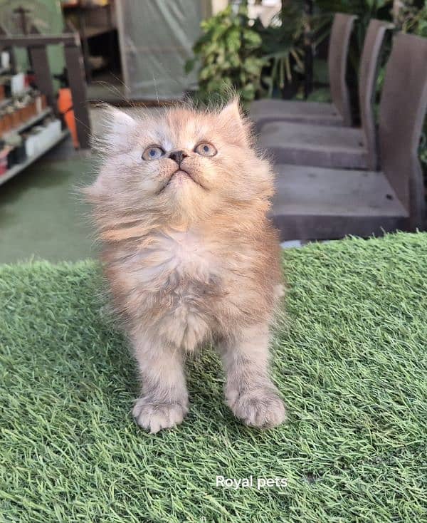 Cute Persian Baby Doll Kitten 7