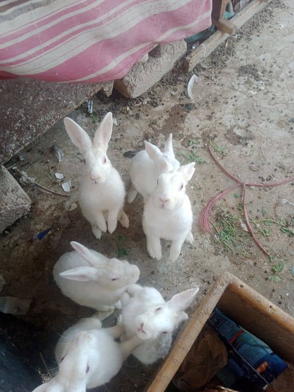 rabbit full or kids bunny 4